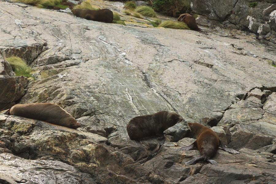 Milford Sound seals