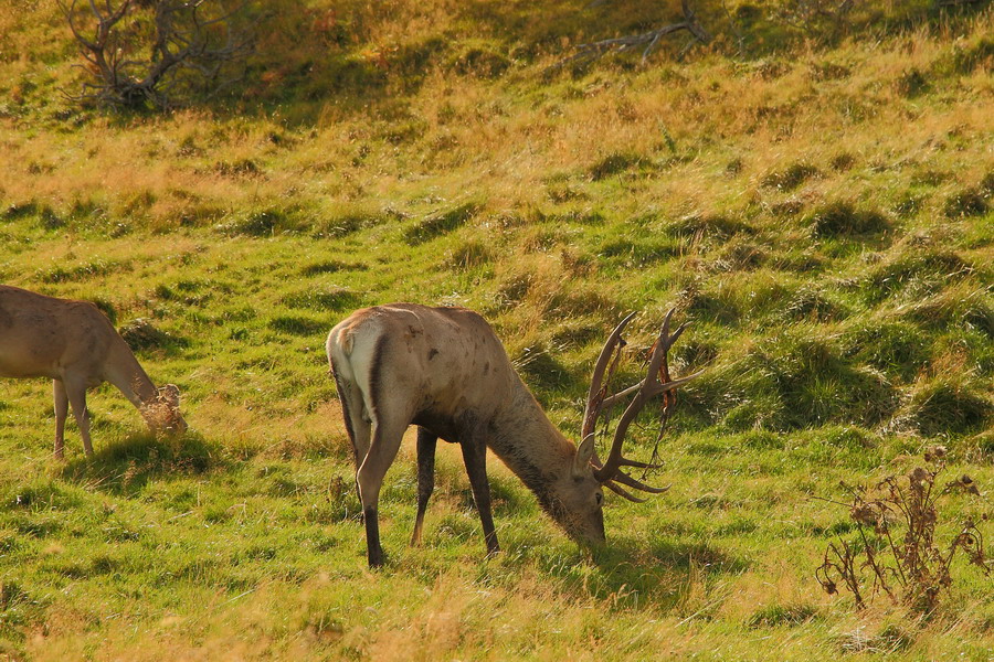 Highland Wildlife Park, Cairngorms