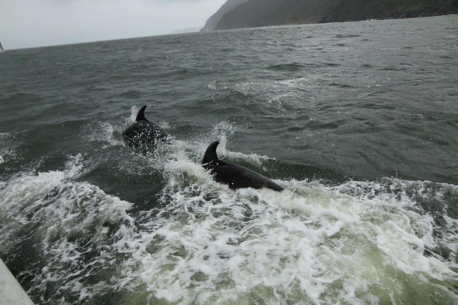 Milford Sound dolphins
