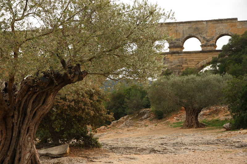 Pont du Gard and olives