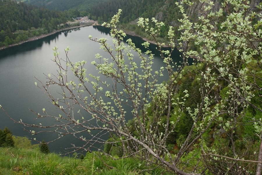 Lac Blanc, les Vosges